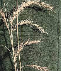 Heads Up On Grass Awns