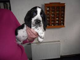 Black And White Basset Hound Puppy Cocker Spaniel X Bassett Hound Puppies Wisbech Cambridgeshire Pets4homes Hound Puppies Cocker Spaniel Breeds Cocker Spaniel Puppies