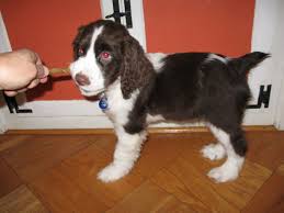 Jupiter Springer Spaniel Puppy Extraordinaire Life With Leo