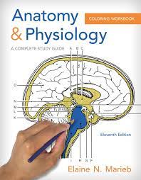 Download pdf anatomy and physiology coloring workbook: Marieb Anatomy Physiology Coloring Workbook A Complete Study Guide Pearson