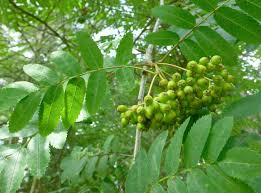 It is the most widely cultivated mountain ash species, according to agriculturists with north dakota state university. American Mountain Ash Fact Sheet Signs Of The Seasons A New England Phenology Program University Of Maine Cooperative Extension