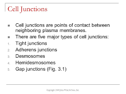 Tight junctions are created by protein complexes that directly bind plasma membrane together. Copyright 2009 John Wiley Sons Inc Ppt Video Online Download