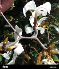 Image result for Ancylobothrys