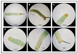 Image result for Hippotion celerio