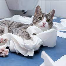 10 Reasons My Cat Is Better Than Your Kid Cattime Cats Cat Pictures For Kids Cute Cats