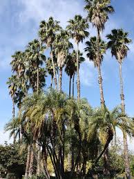 Image result for Washingtonia robusta