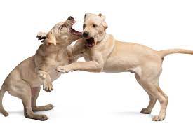 Top 7 Tips To Deal With An Aggressive Labrador Retriever Love Lab World