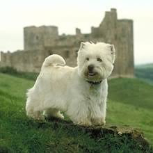 Today, westies are known for their distinct face fur, cocked head, and jaunty attitude. Puppyfind West Highland White Terrier Puppies For Sale