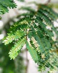 Image result for Limeum pterocarpum