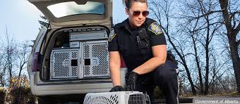 She made herself available on short notice, met us in the yard of our home, explained the transition, and made us feel comfortable the entire time. Animal Care Control City Of Edmonton