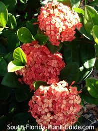Image result for Ixora hartiana