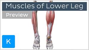 The longest and thickest bone, upper leg bone. Muscles Of The Lower Leg And Knee Preview Human Anatomy Kenhub Youtube