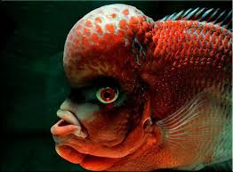 Pin On Ryans Flowerhorn Pics