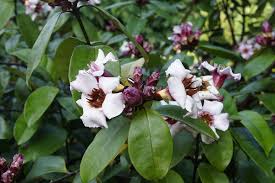 Image result for Strophanthus eminii