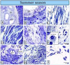 They have a third, clear eyelid that protects their eyes from blowing sand. Morphological Changes Of Telocytes In Camel Efferent Ductules In Response To Seasonal Variations During The Reproductive Cycle Scientific Reports