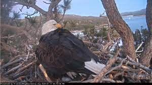 At the age of about 5 or 6, they are ready for mating and the mating pair remains altogether. Bald Eagle Eggs In Big Bear Did Not Survive May Not Have Been Fertilized
