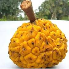 Image result for Myrianthus