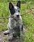 Full Grown Blue Heeler Australian Shepherd Mix