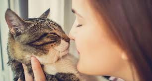 Image result for cat human love