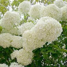 Maybe you would like to learn more about one of these? Snowball Viburnum Bush Hydrangea Not Blooming Annabelle Hydrangea Snowball Viburnum