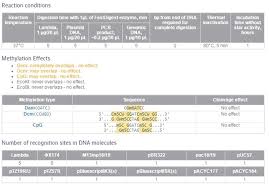 thermo scientific fastdigest bamhi restriction enzymes