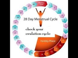 Menstrual Cycle Calculator Youtube With Regard To Period