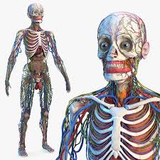 Here is some information about the most important internal organs of the human body, beginning with the head, and continuing downward. Male Skeleton And Internal Organs Anatomy 3d Model 369 Max Obj Ma Fbx C4d Blend 3ds Free3d