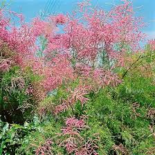 Image result for tamarix ramosissima pink cascade
