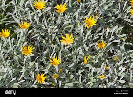 Image result for Gazania krebsiana