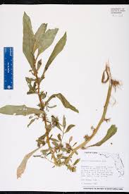 Image result for Hydrolea brevistyla