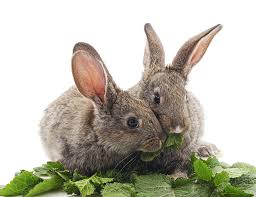 Their diet and digestive system is quite similar to domestic rabbits and they can eat a lot of the vegetables and fruits that we give to pet rabbits as well. Rabbits Should Eat A Carrot A Day And Other Bunny Myths Burgess Pet Care