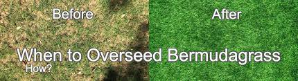 With dethatching done, it's an ideal time to overseed your lawn and. When To Overseed Bermuda Grass Best Time Temperature How To