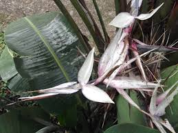 Image result for Strelitzia alba