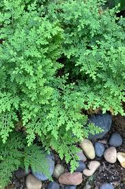 Image result for Selaginella versicolor