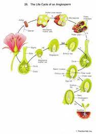 Plants Flowers Illustration Flora 30 Trendy Ideas Biology Plants Life Cycles Plant Physiology