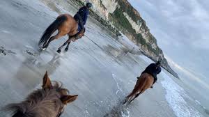 On l'emploi certainement à tort et à travers si bien que les cavaliers ne savent plus vraiment ce que cela signifie. Les Journees D Ete Les Chevaux Ne Sont Plus Les Bienvenus Sur La Plage De Saint Jouin Bruneval