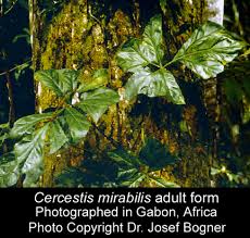 Image result for Cercestis congensis