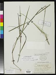 Image result for Panicum graciliflorum