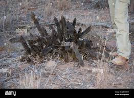 Image result for Xerophyta zimbabwensis