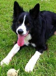 Border Collie Scoopie At Bath Cats And Dogs Home Http Www Bathcatsanddogshome Org Uk Rehoming Dogs Scoopie 2809 Collie Dog Border Collie Dogs