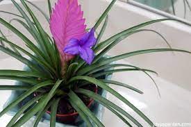 Maybe you would like to learn more about one of these? Pink Quill Plant Care Tips The Tillandsia With Big Bloom Big Blooms Plants Plant Care Houseplant