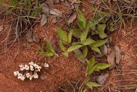 Image result for Pearsonia