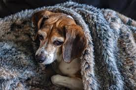 15 Best Chew Proof Dog Blankets For Heavy Chewers Healthy Homemade Dog Treats
