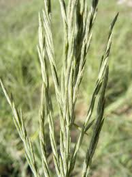 Image result for Phacelurus