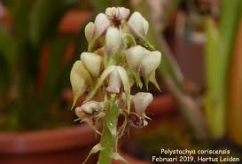 Image result for Polystachya cultriformis