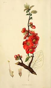Image result for Chaenomeles japonica