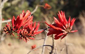 Image result for Erythrina abyssinica × lysistemon