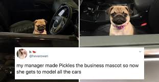 16 Dog Posts From This Week That Ll Make You Scream Ooooh H Ck Very Loudly In Public Dogs 6 Pack Abs Workout Cute Funny Animals