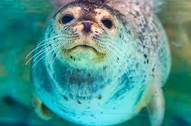 Arthur kopelman on the seals of long island, including harbor, grey, harp, hooded, and ringed seals, and the role they play in our local ecosystem. The Best Spots For Seal Watching On Long Island Your Aaa Network
