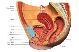 Image result for female sex organ